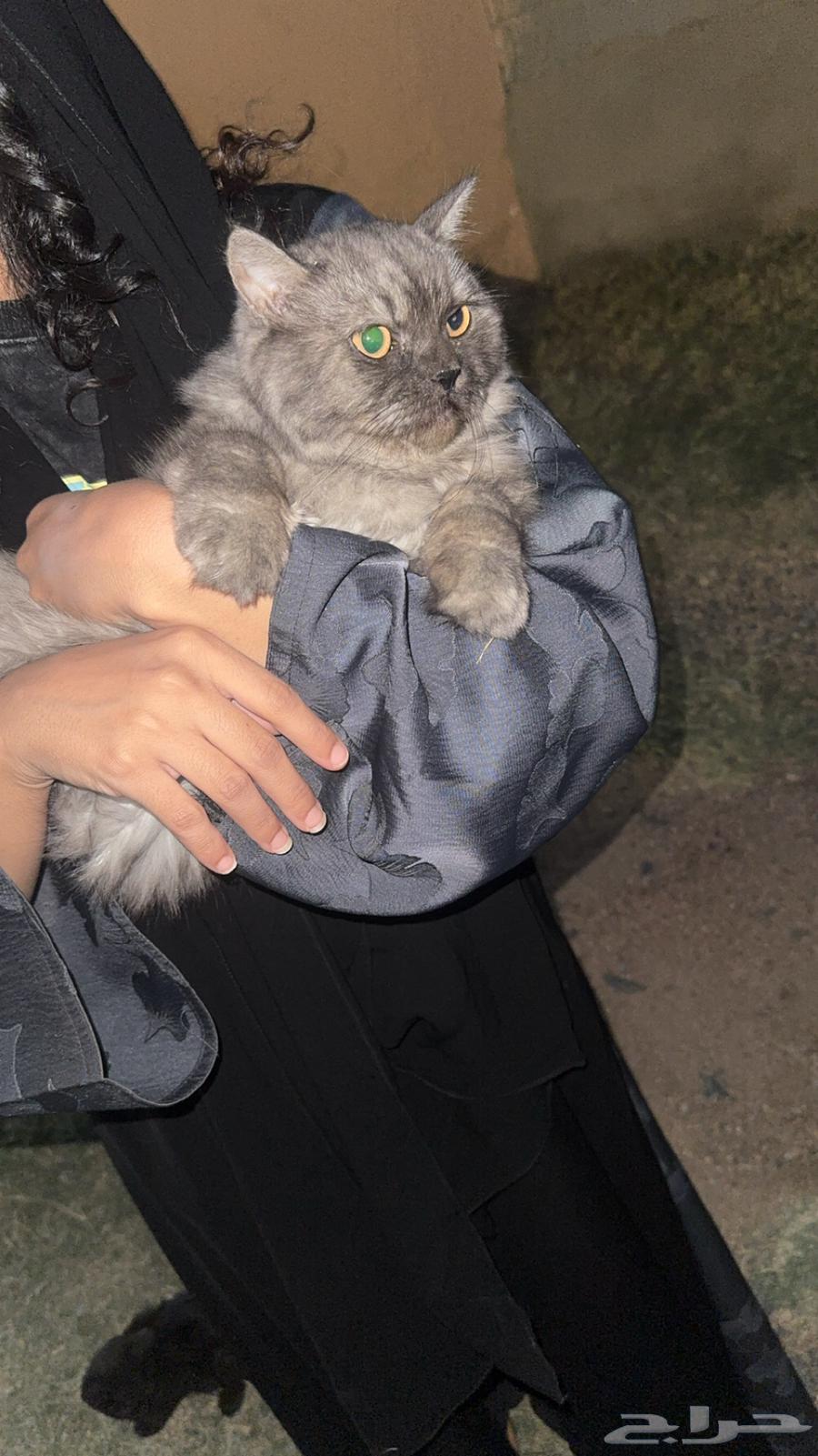 قطوه ام للبيع ومعها عيالها الي يبيها يتواصل معي64484184711809110