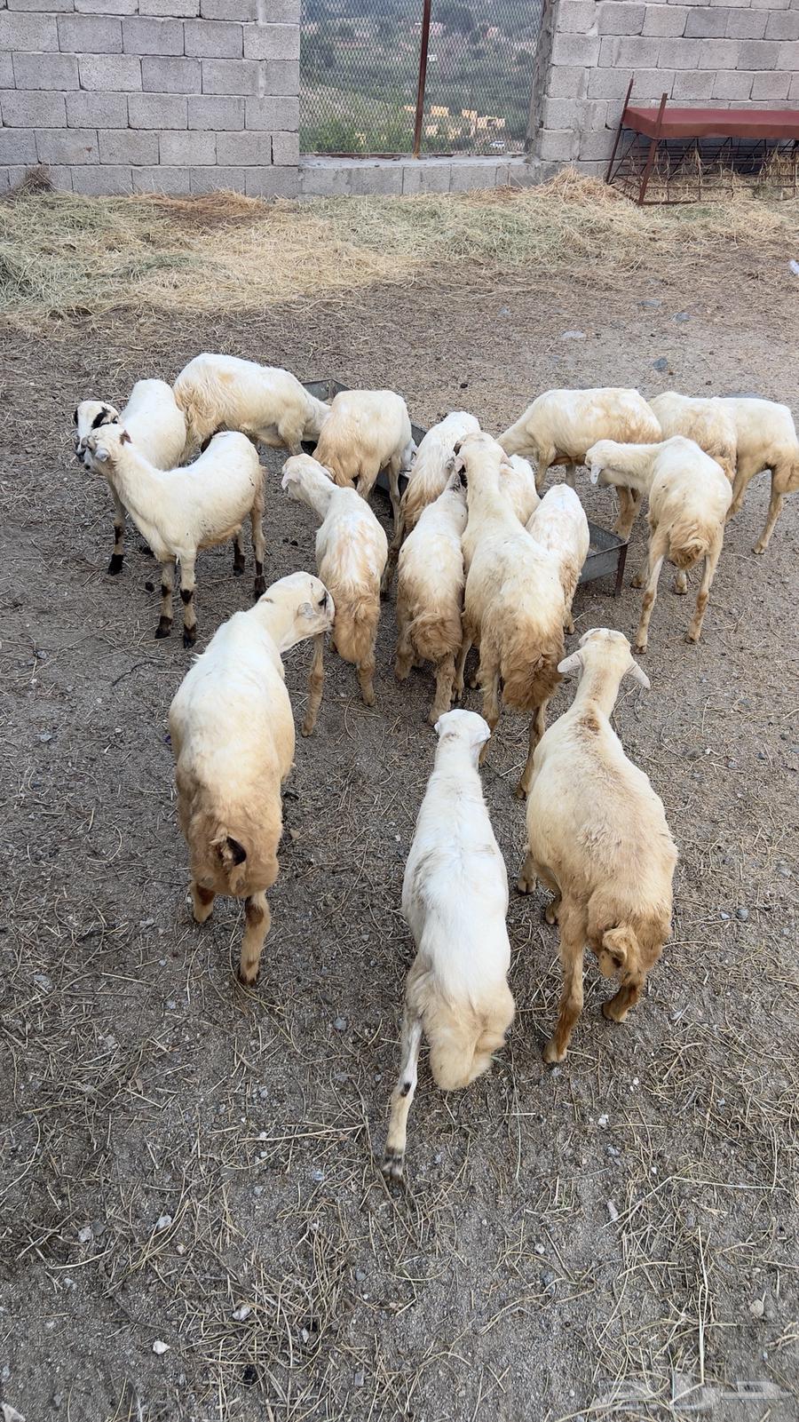 خرفان ورخال بلدي للبيع السعر 650ريال الموقع الدائر بني مالك64485037388801112