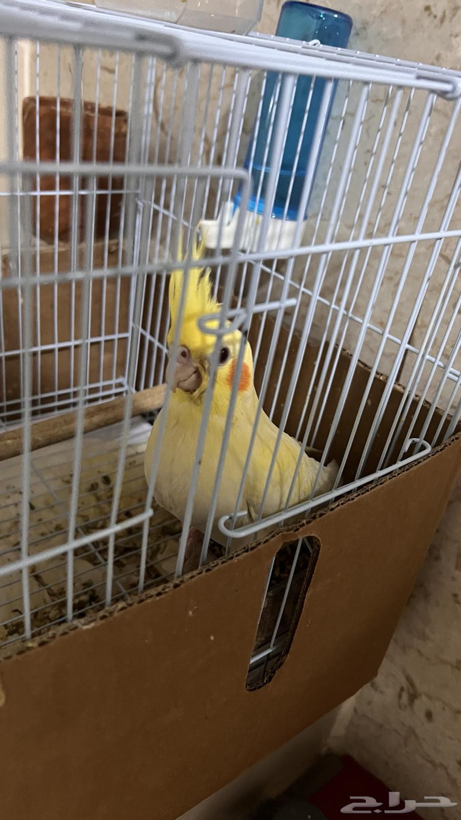 كروان أليف العمر شهرين نوعه لاتينو عيون حمر64485557130755113