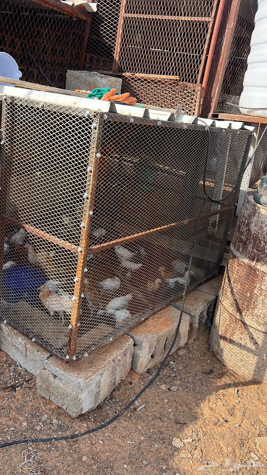 Shabak64480153555459110