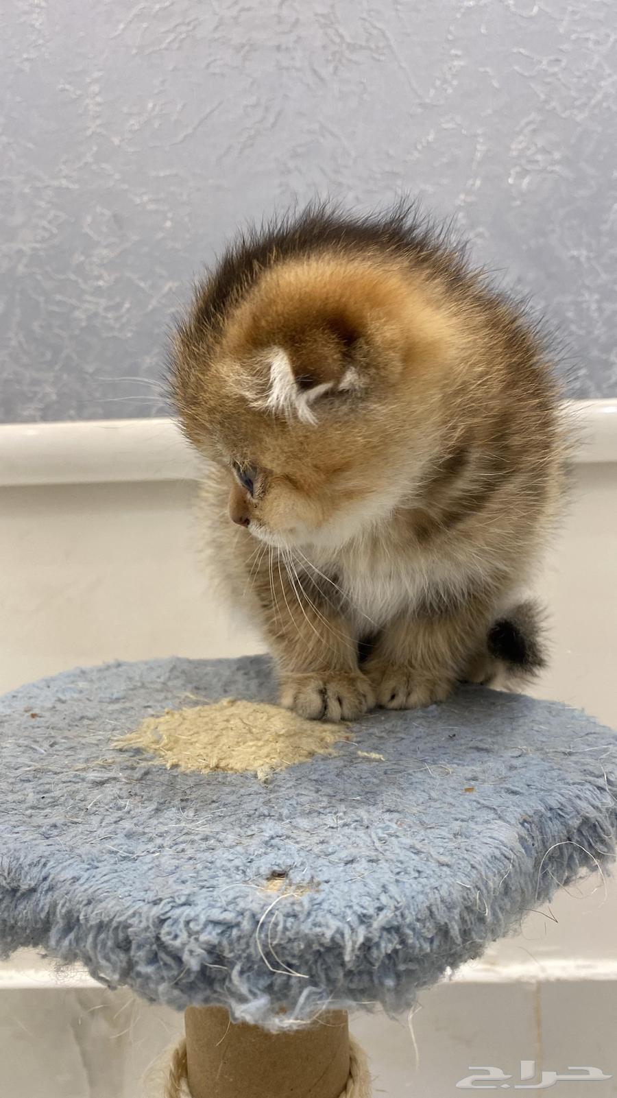 Scotch Double Fold64481518072194111