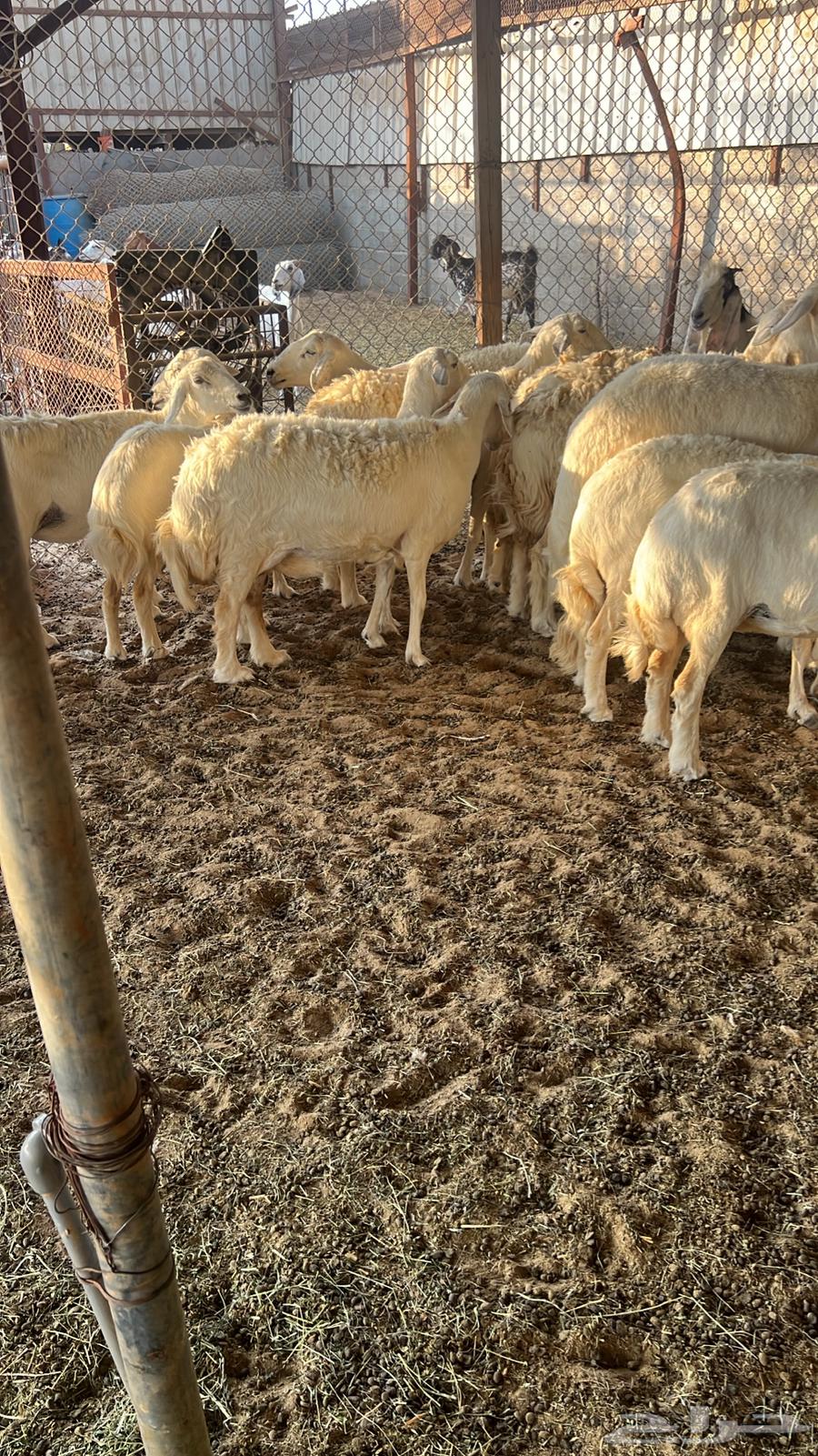 Sheep for Sale, Dfei and Haseeb64481818200833111