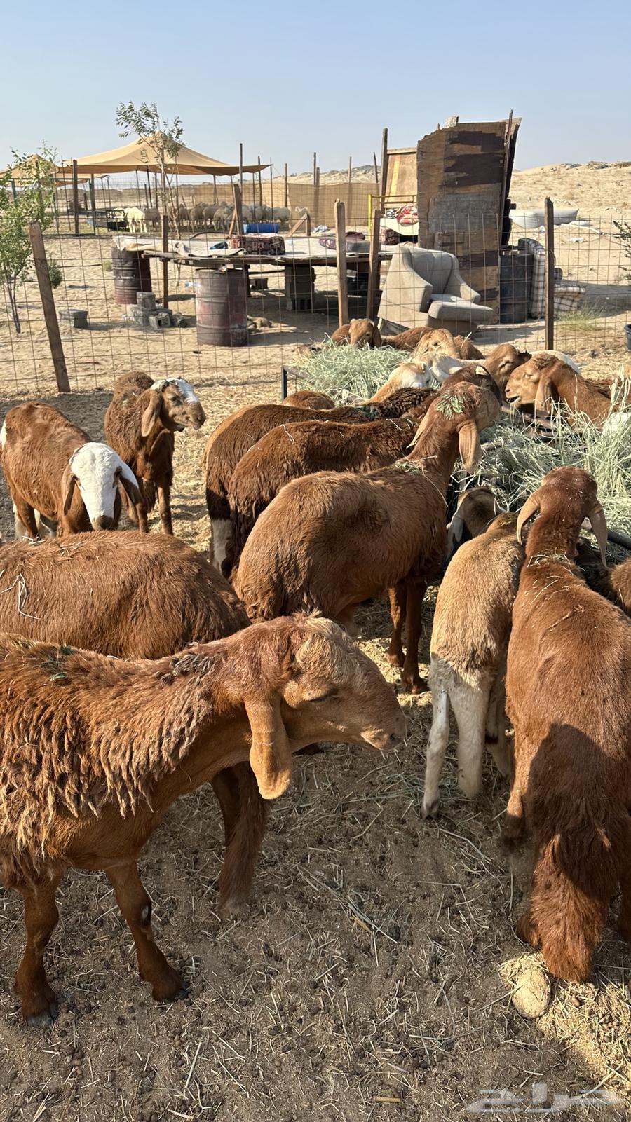 طليان سواكن حمري64482430753921113