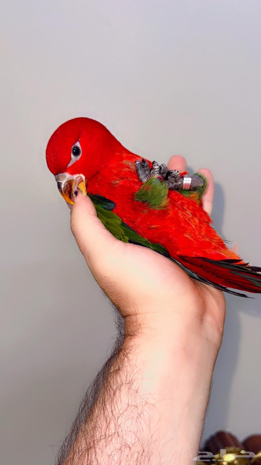 لوري شاترنج فرخ اليف هدد ( تم البيع )64479410813954114