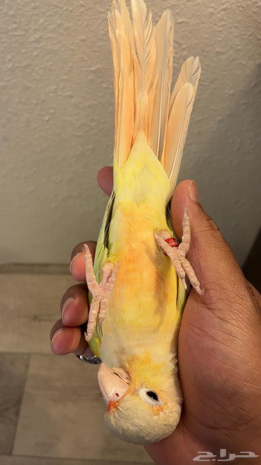 كنيور مون شيك أليف64480647682435114