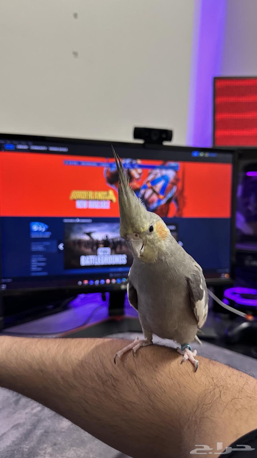 طير كروان أليف64483867601667110