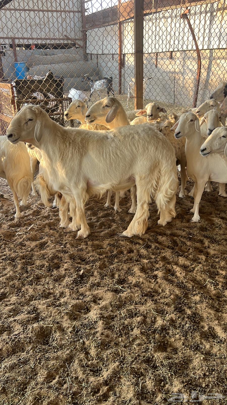 Sheep for Sale, Dfei and Haseeb64481818200833112