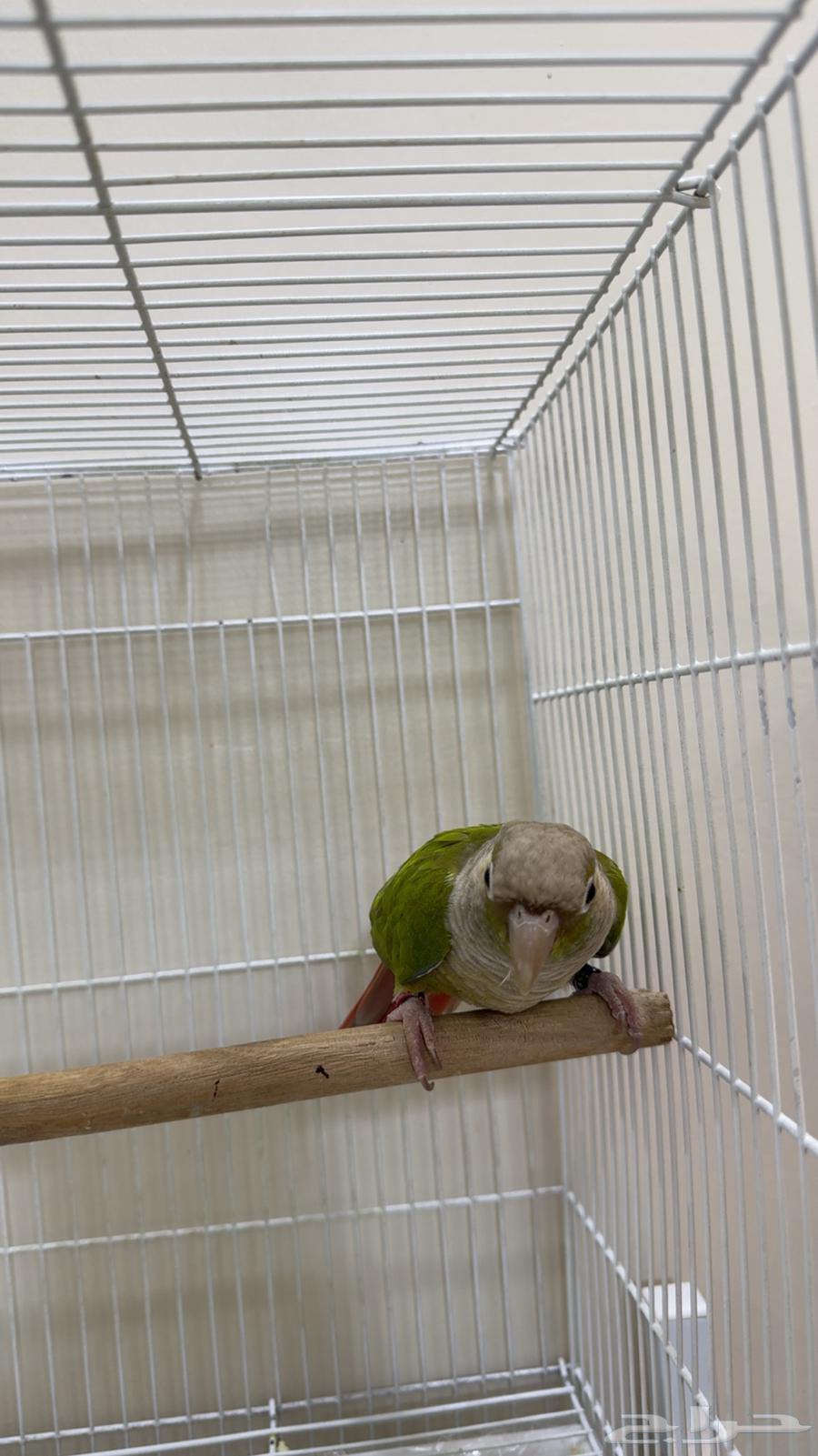 كنيور ذكر سينامون اناناس ( يوجد تابي وتمارا )64480551636866112