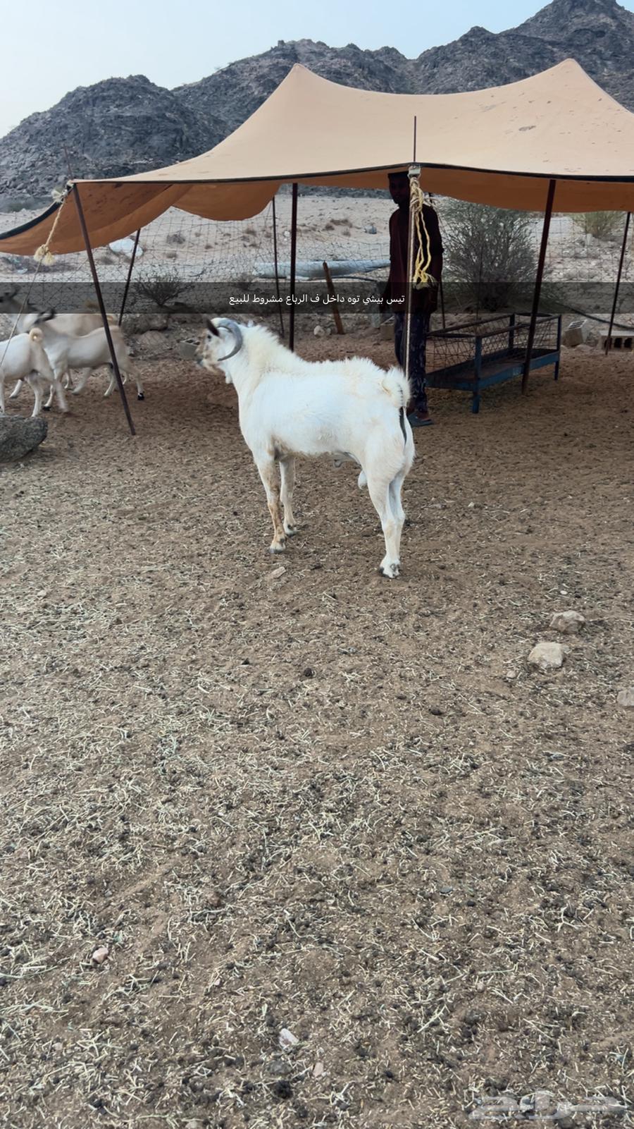 Mecca - Malikan64481359581698110