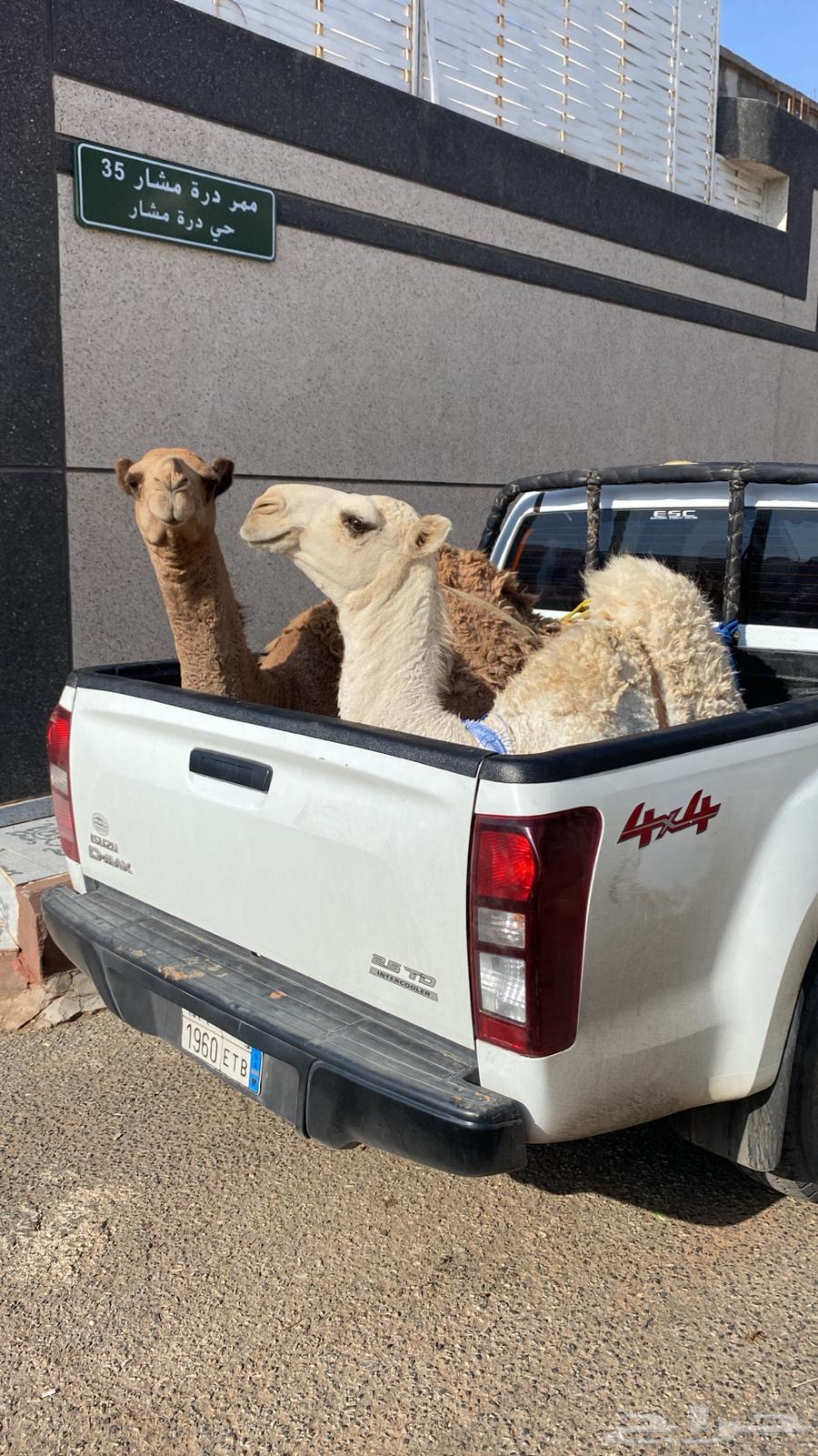 Good stuffing64481032738817112