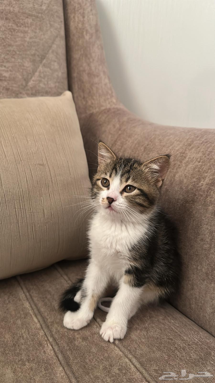 بسه شيرازي للبيع64483082402563110