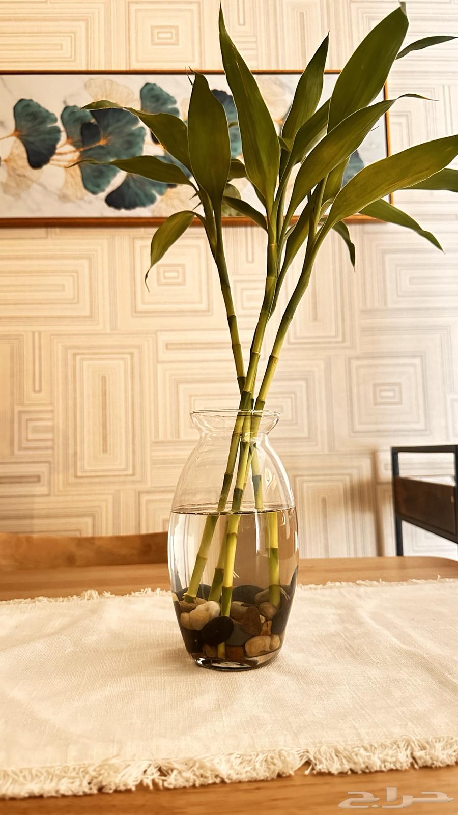 حوض سمك مع سمكة فايتر مع اكلها و4 سيقان بامبو64480194619137111