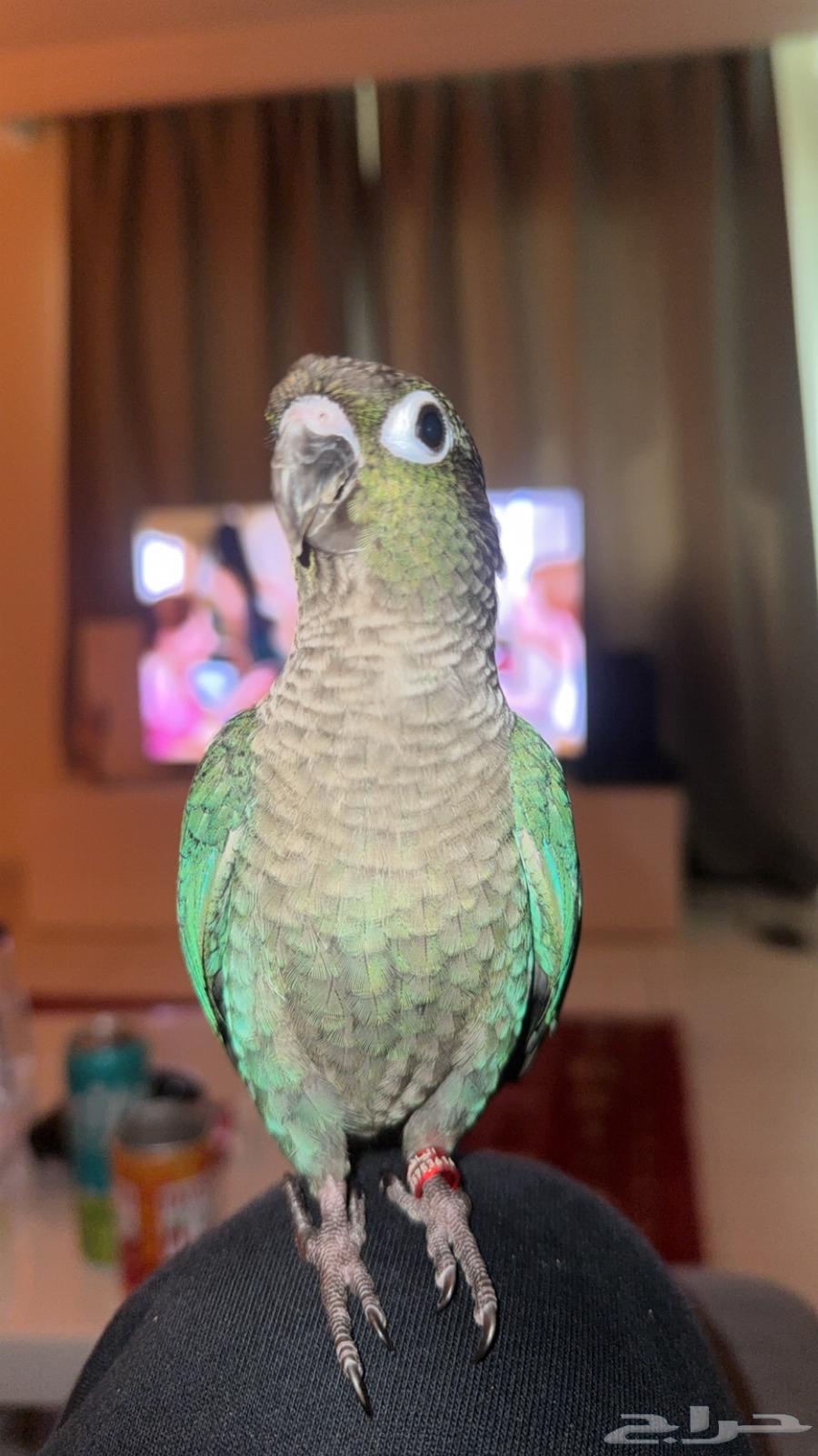 كنيور بلو شيك64413422938754114