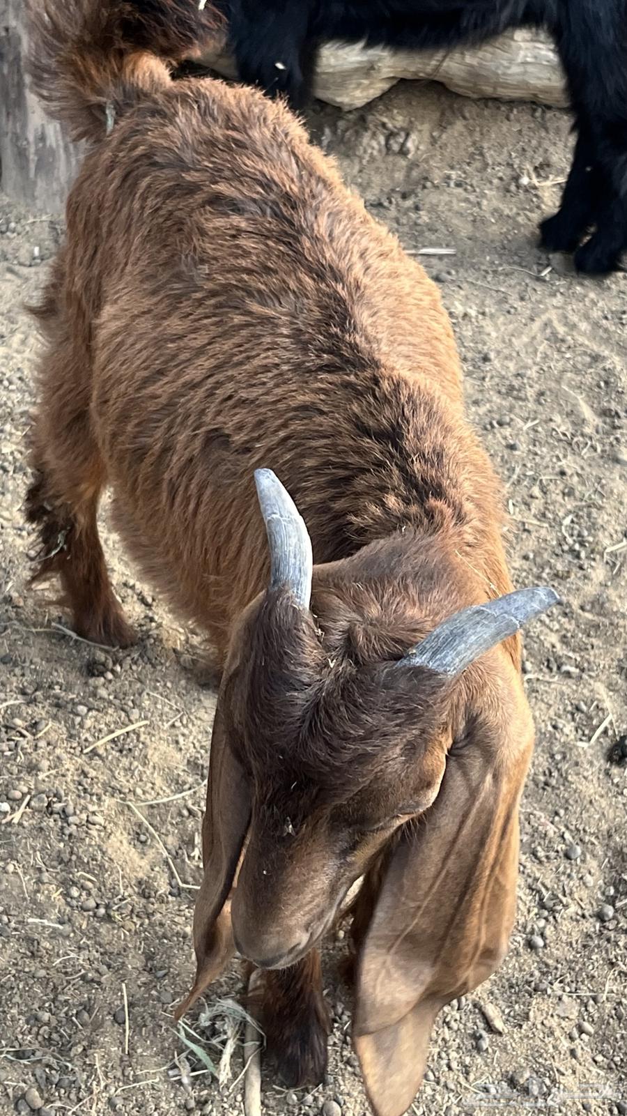 تيوس حرييه نظاف هرفي64484280784643112