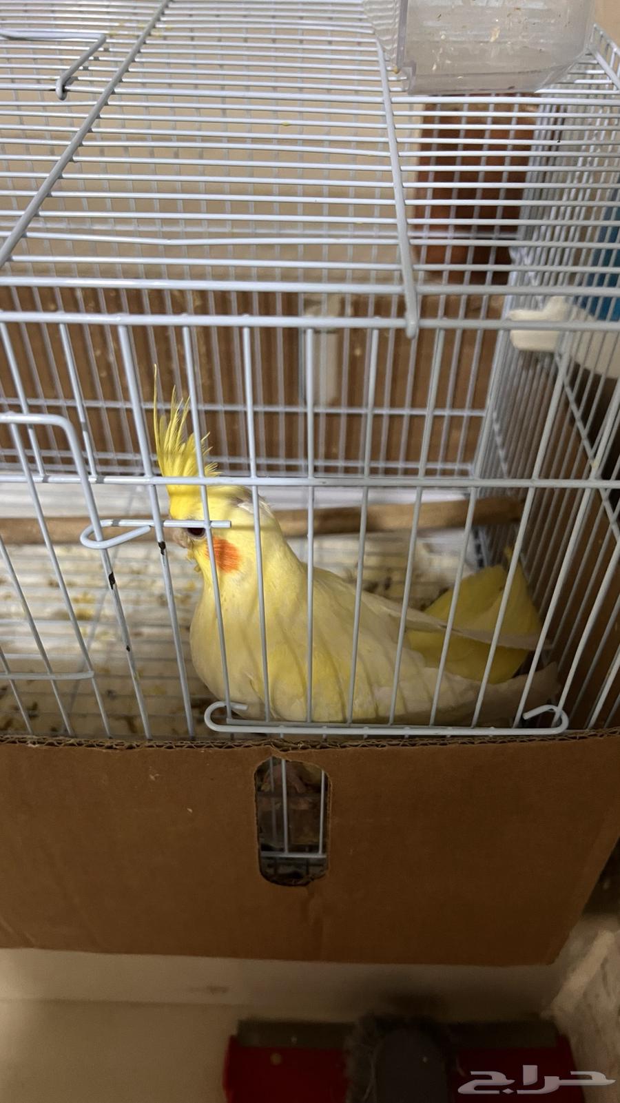 كروان أليف العمر شهرين نوعه لاتينو عيون حمر64485557130755114