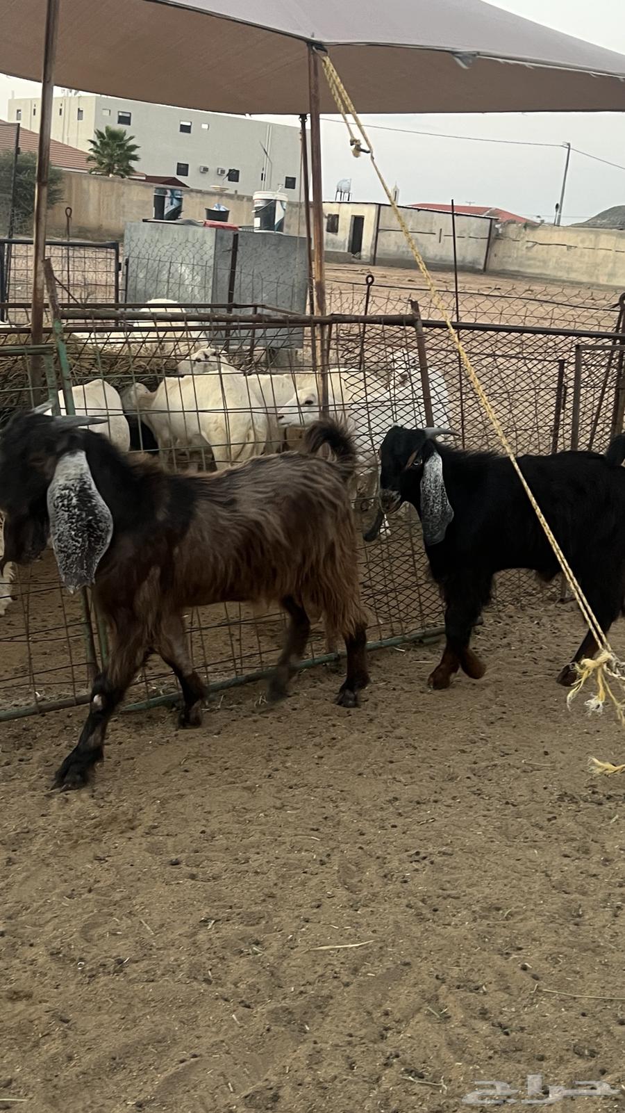 تيوس فل شحم تم البيع64481682386819112