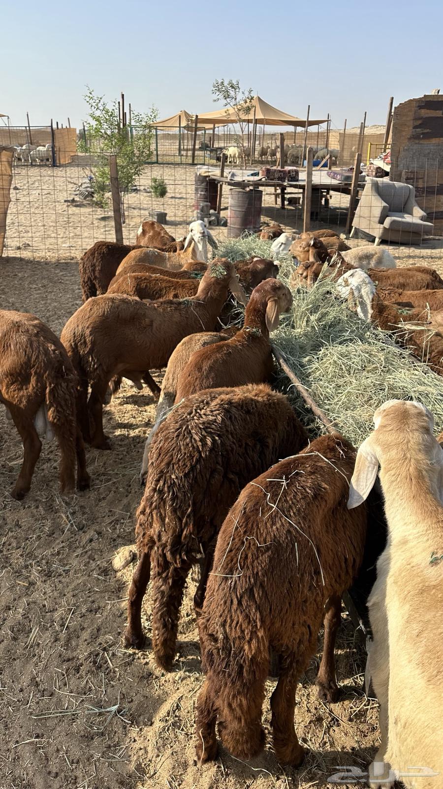 طليان سواكن حمري64482430753921114