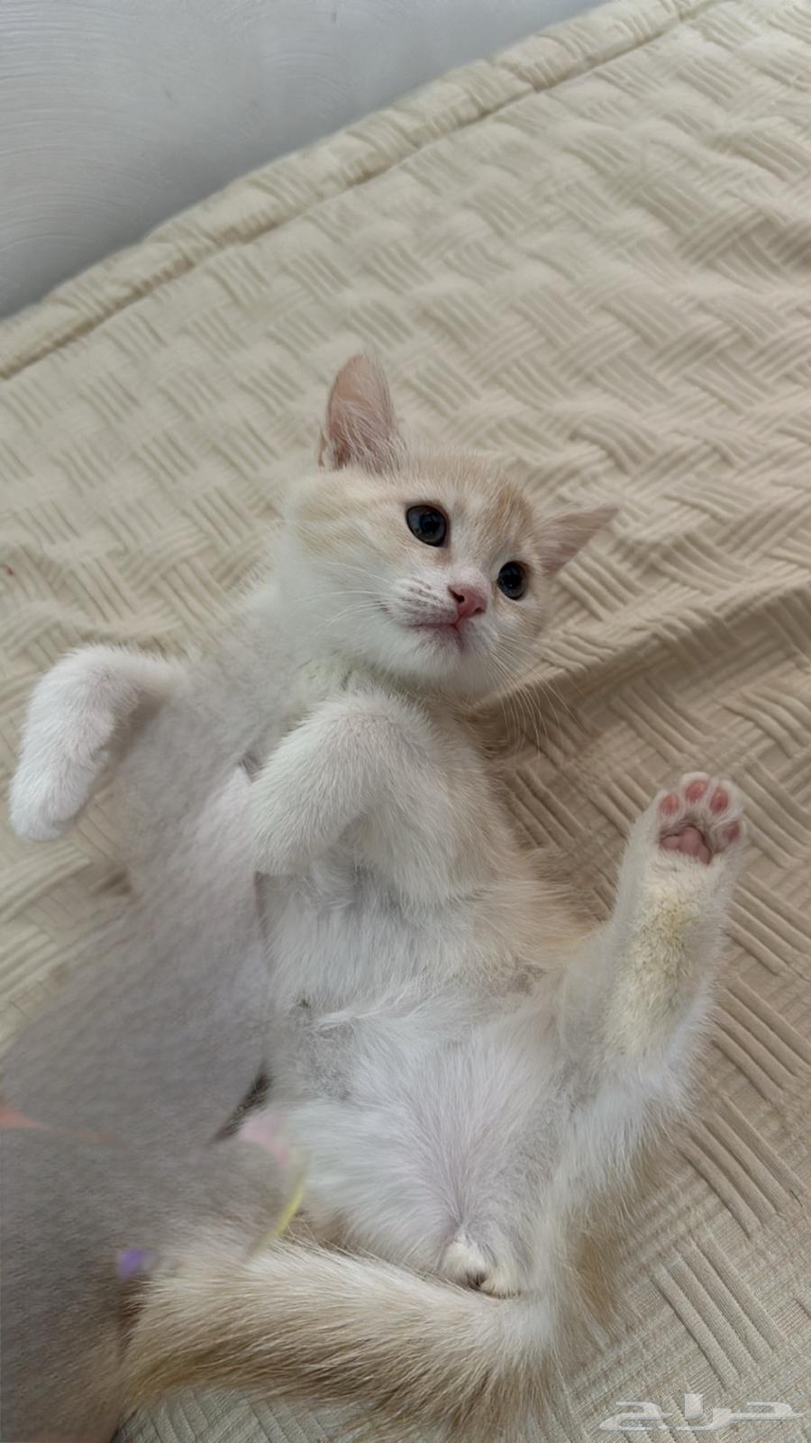 بسه شيرازي للبيع64483082402563112