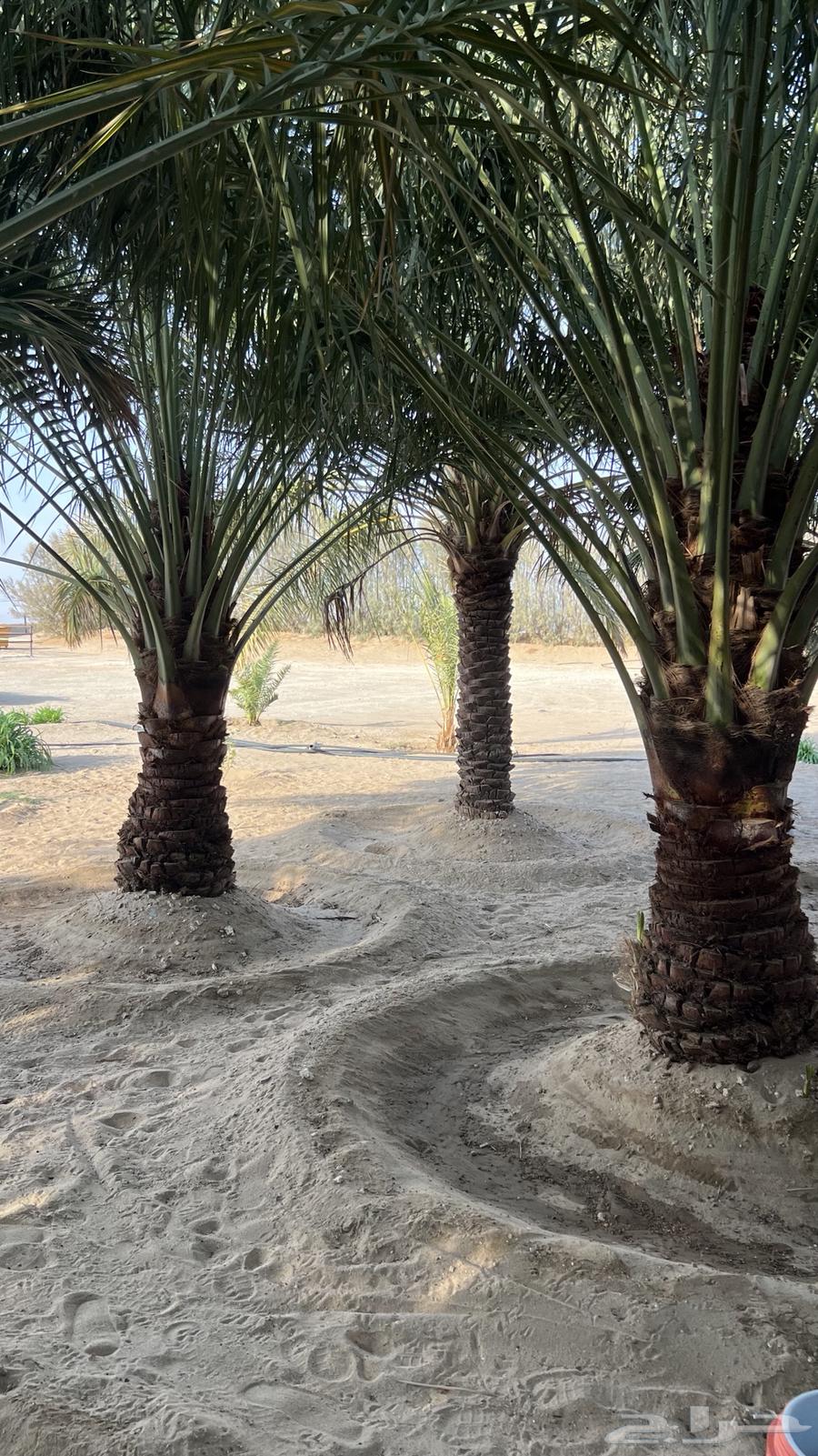 للبيع64483041520386111