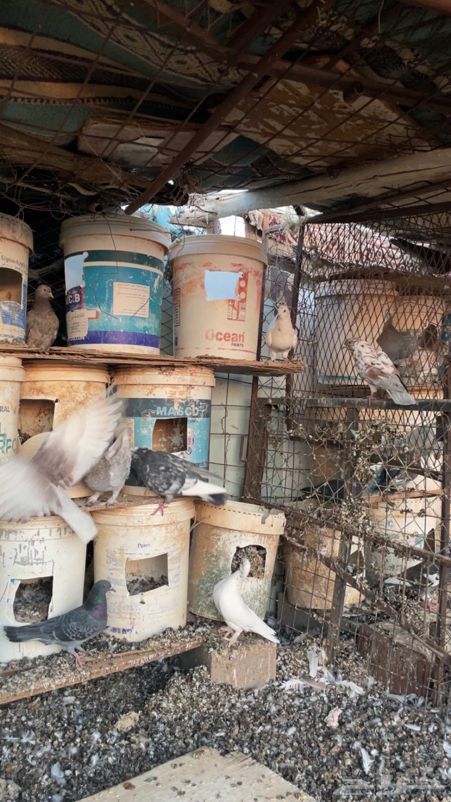 حمام للبيع الموقع الحناكية64485134350978111