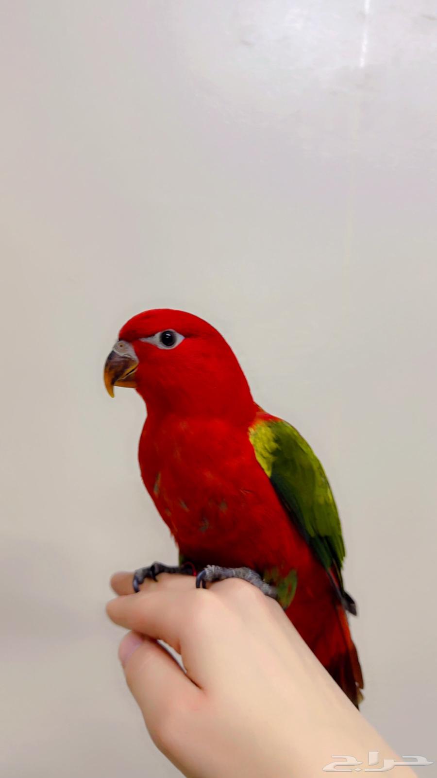 لوري شاترنج فرخ اليف هدد ( تم البيع )64479410813954111