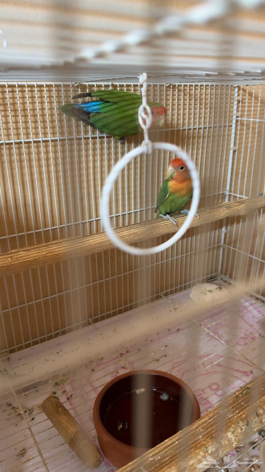 للبيع جوز ورز منتج64481544980098111