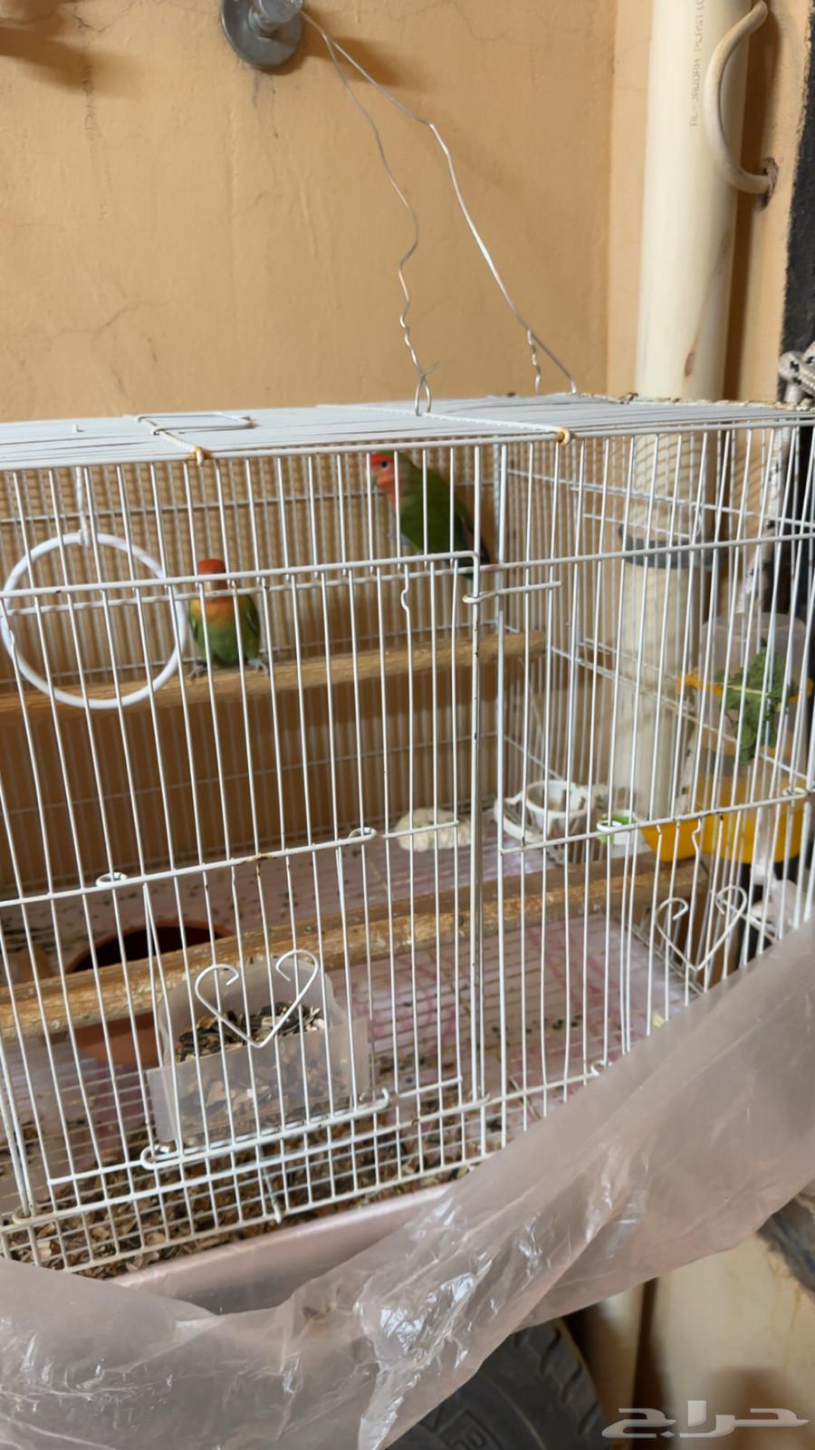 للبيع جوز ورز منتج64481544980098113