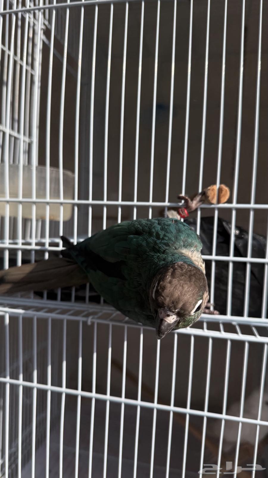 كنيور بلو شيك64413422938754112