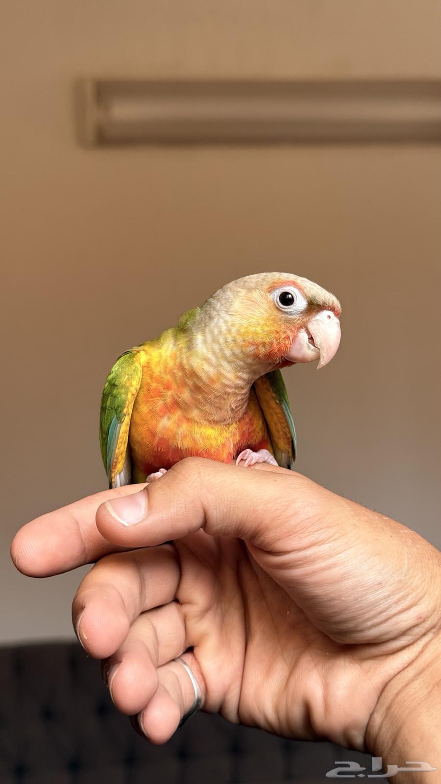 Two Kinyoora with internal and external heads64482674081154112