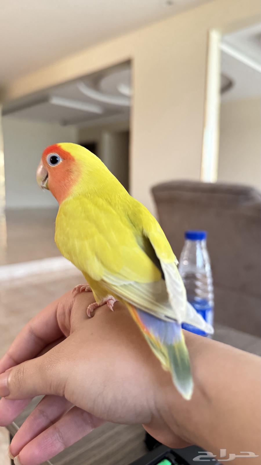 طير روز اليف وهدد64480867957121110