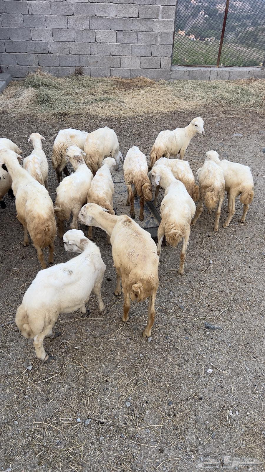 خرفان ورخال بلدي للبيع السعر 650ريال الموقع الدائر بني مالك64485037388801111