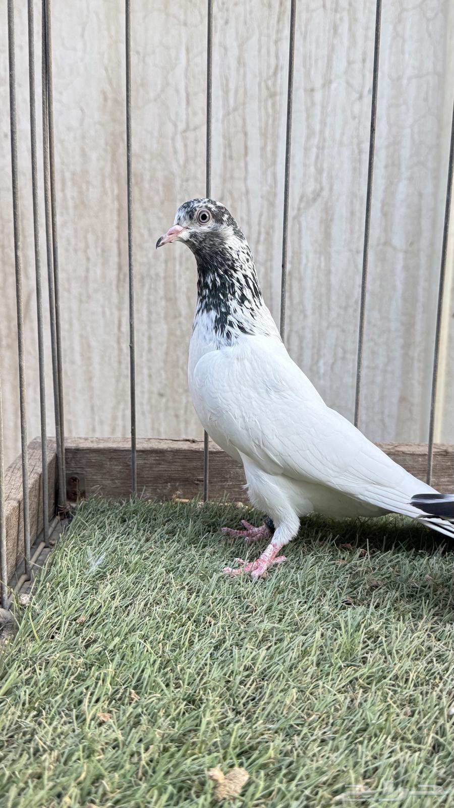 Genasr Teddy (Pair)64483757340675114