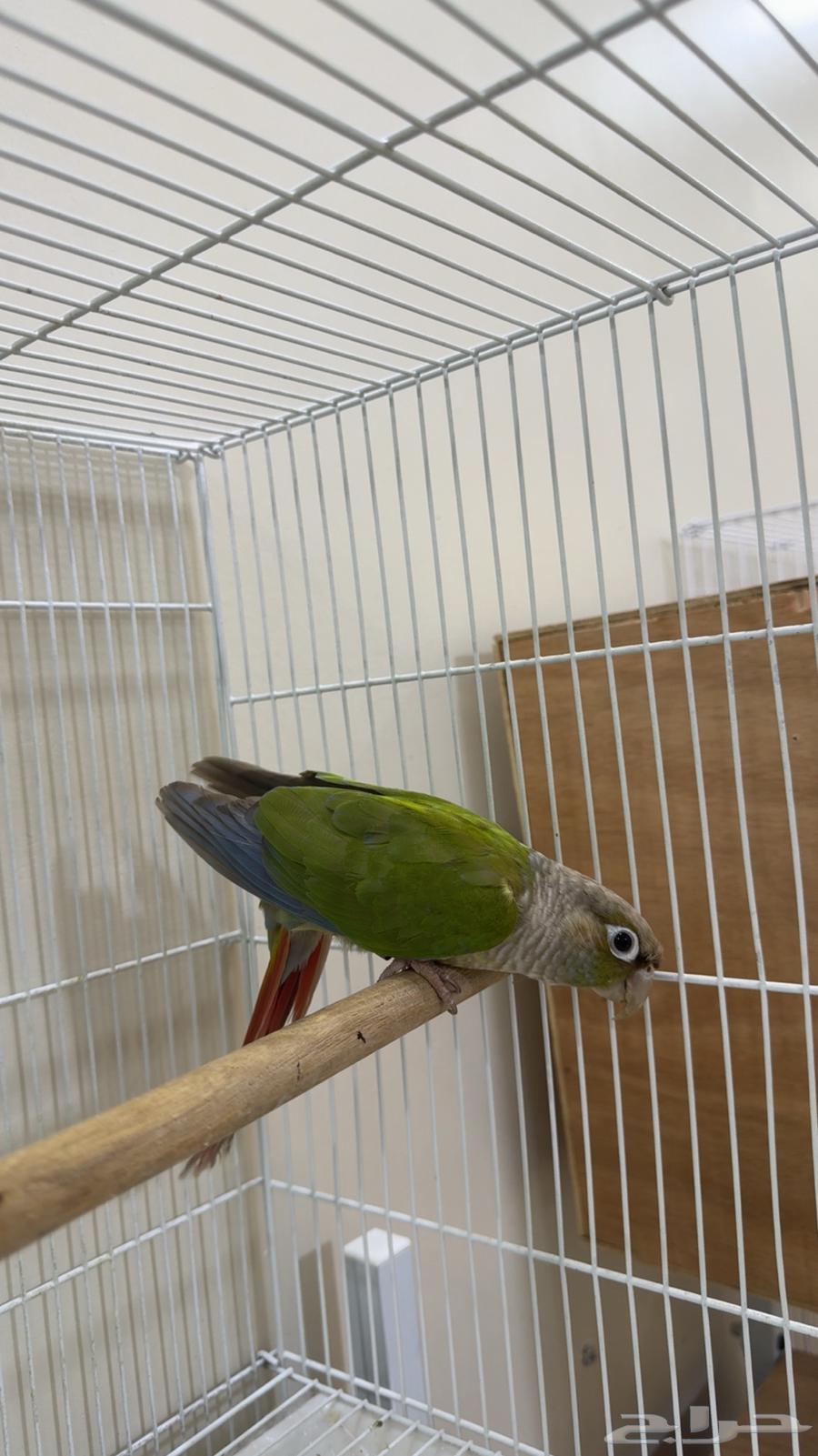 كنيور ذكر سينامون اناناس ( يوجد تابي وتمارا )64480551636866111