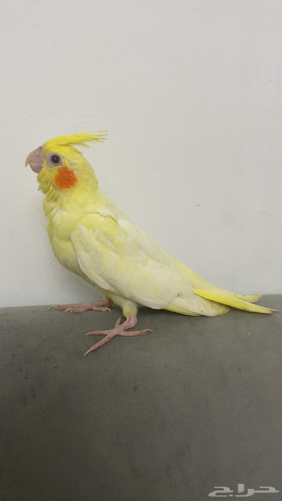 ببغاء كروان للبيع64481544889601110