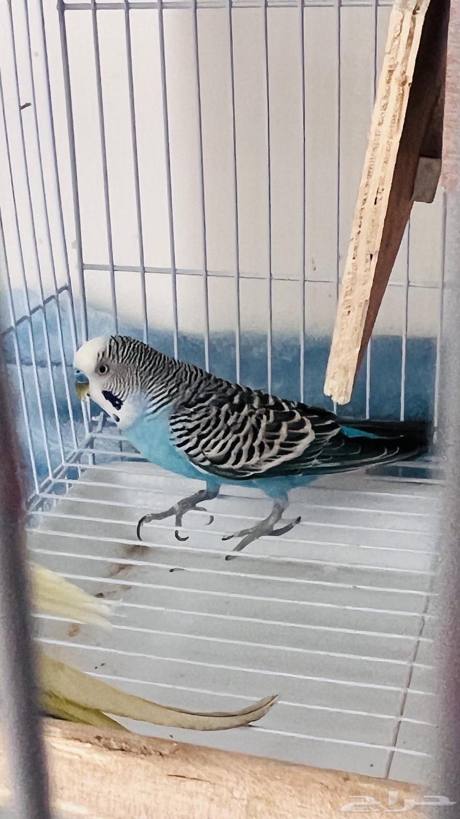 طيور كروان وطير بادجي للبيع64482091408641113