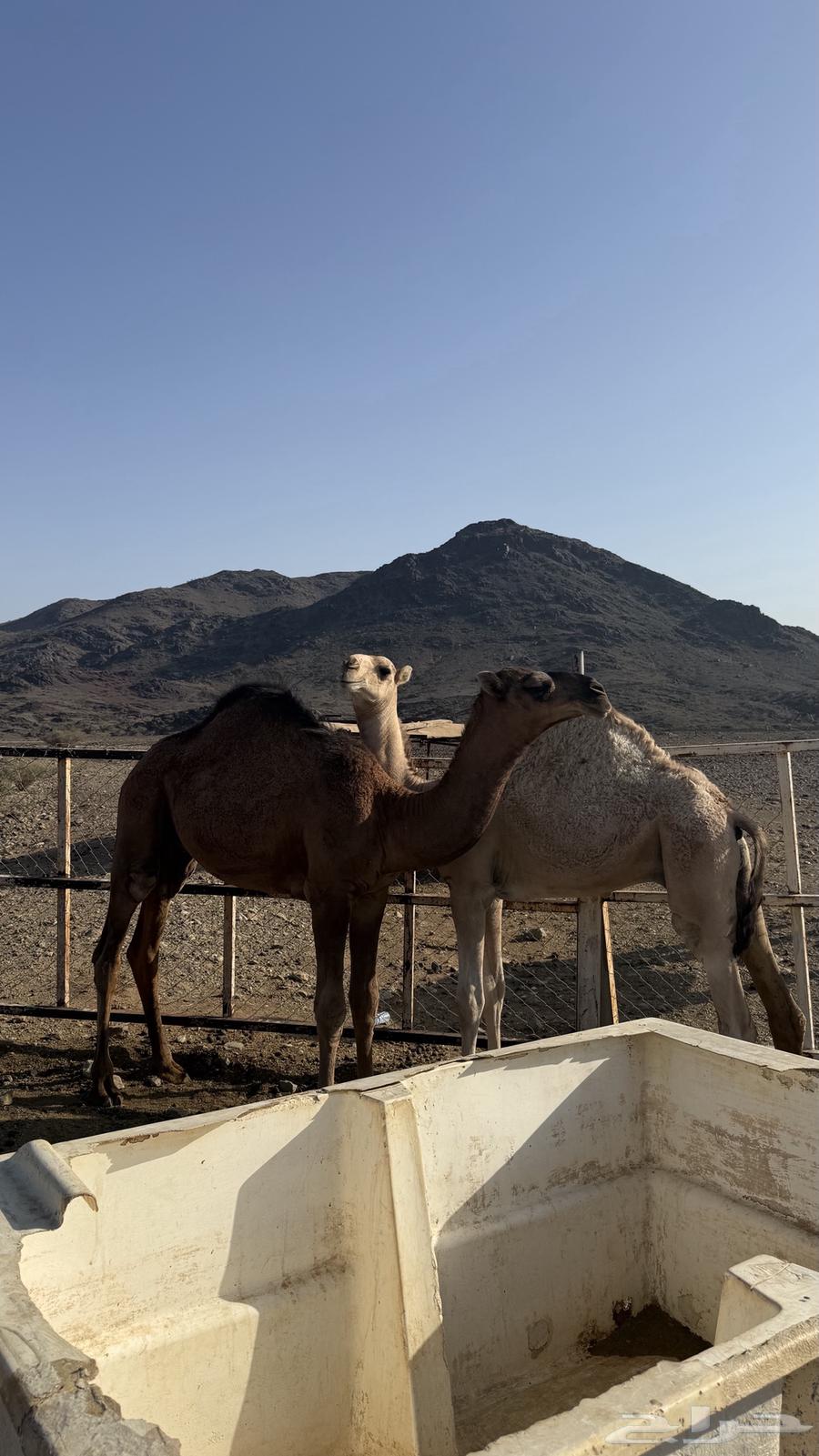 قعدان للبيع64483853898369110