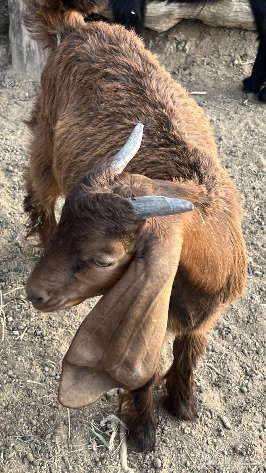 تيوس حرييه نظاف هرفي64484280784643114