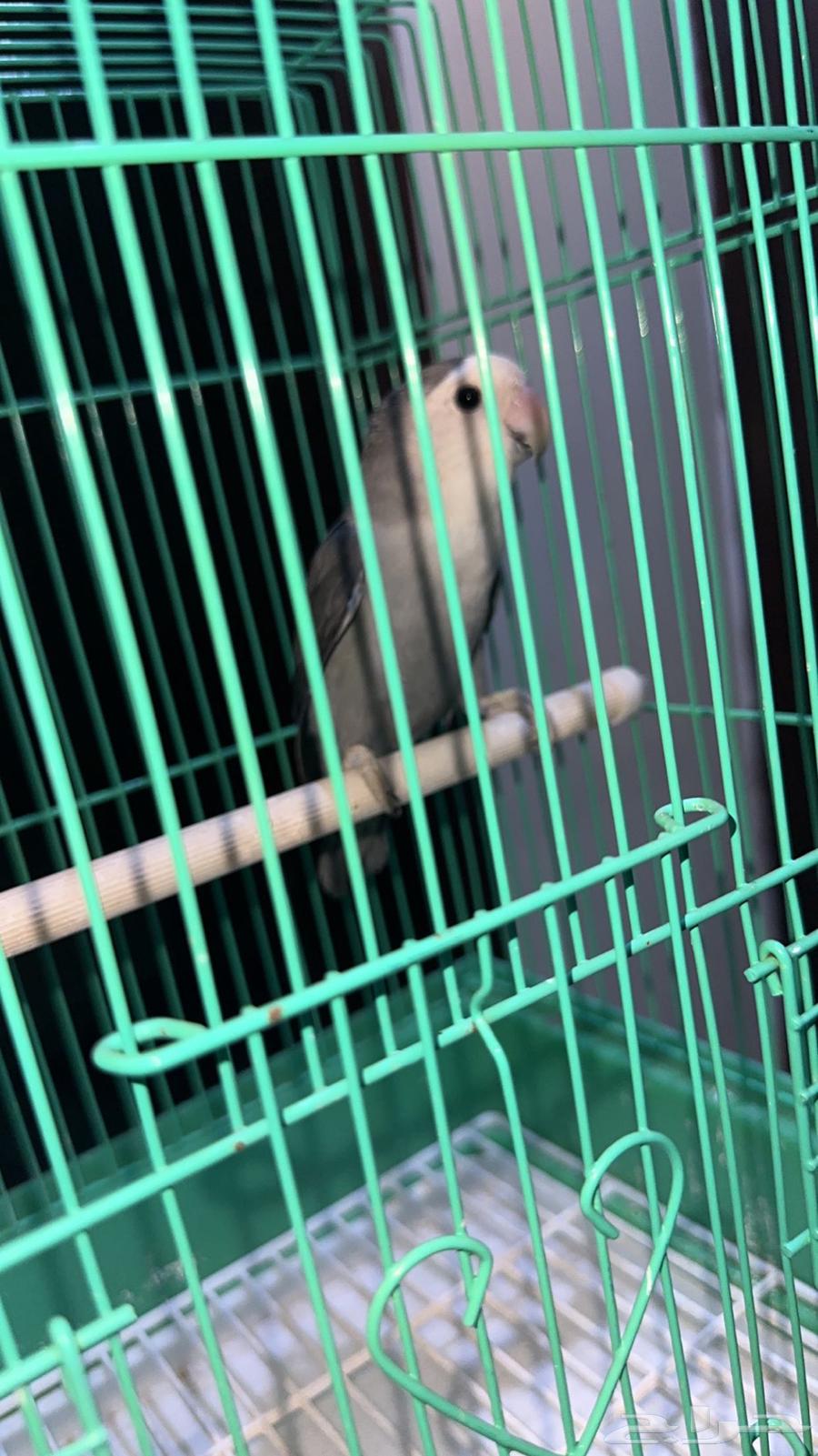 روز اليف للبيع وانتاج وزوج بادجي انتاج شرط الصحه كويسه64480386524803112