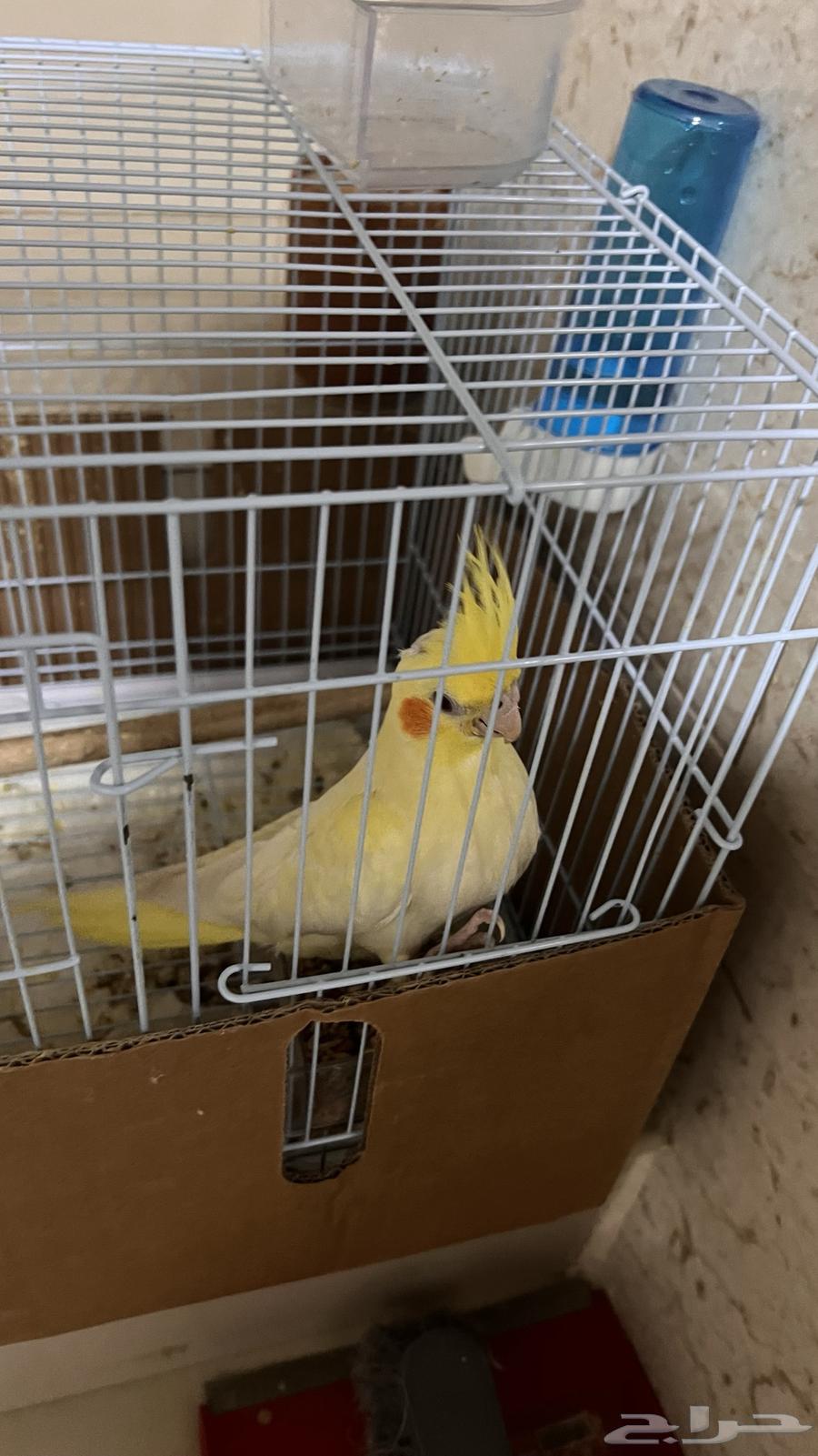 كروان أليف العمر شهرين نوعه لاتينو عيون حمر64485557130755110