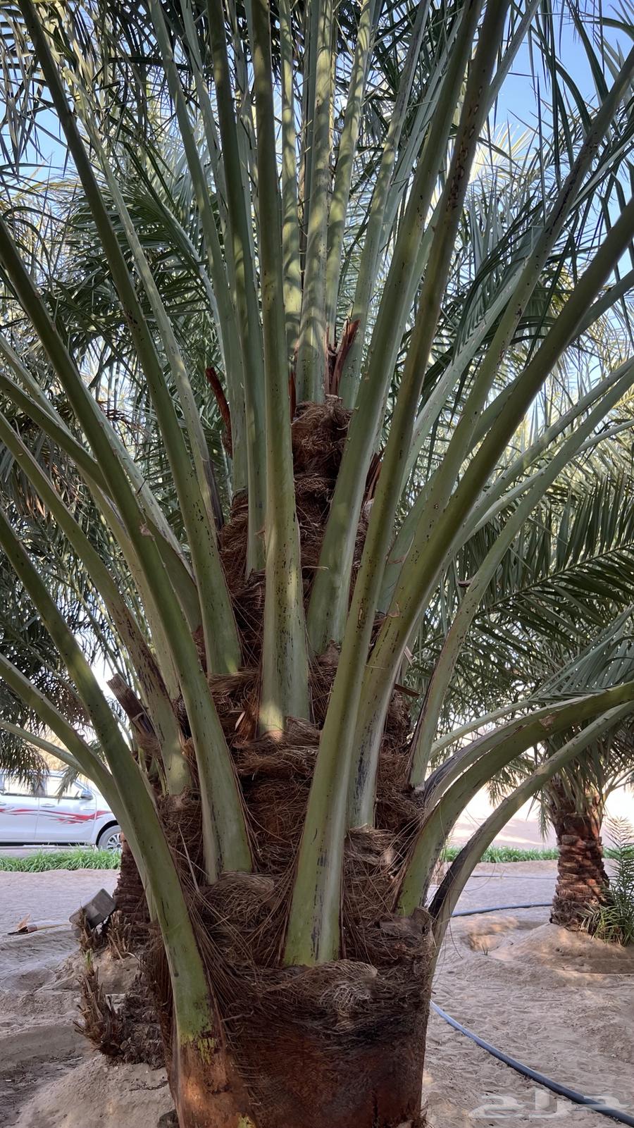 للبيع64483041520386113