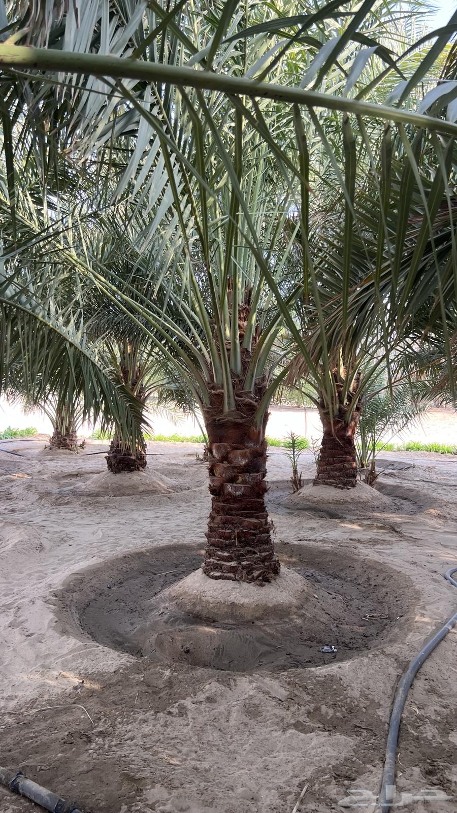 للبيع64483041520386110