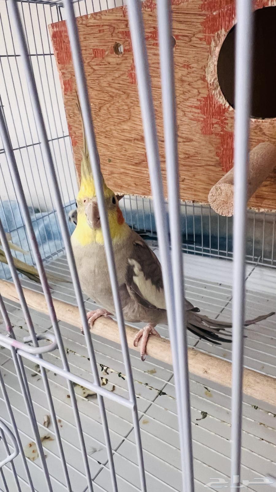 طيور كروان وطير بادجي للبيع64482091408641112