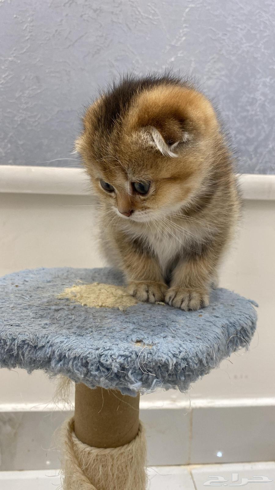 Scotch Double Fold64481518072194110