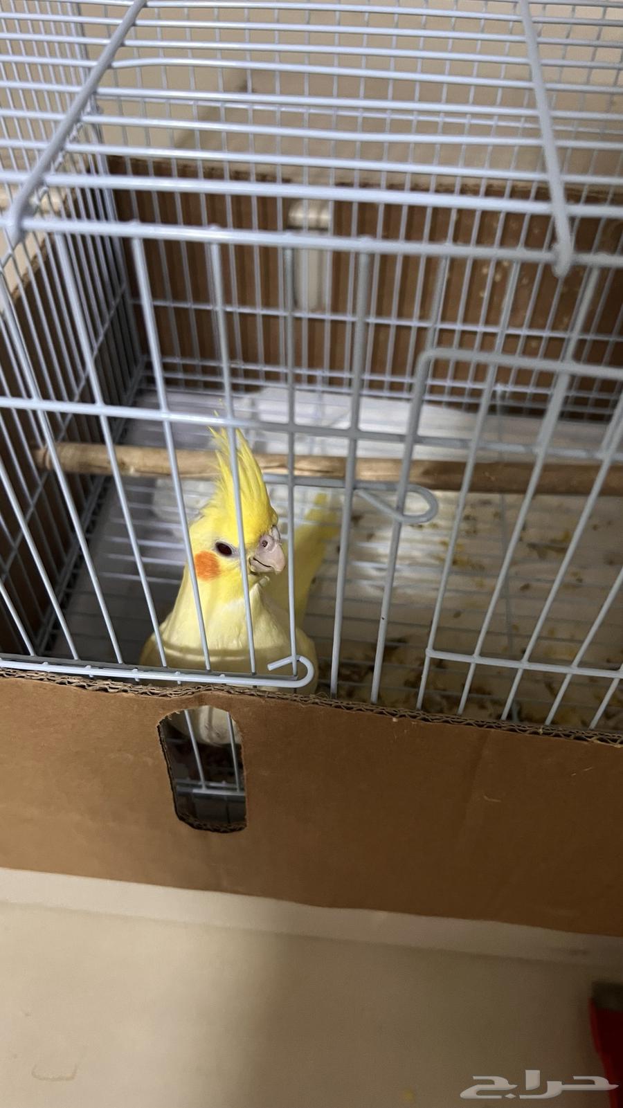 كروان أليف العمر شهرين نوعه لاتينو عيون حمر64485557130755112