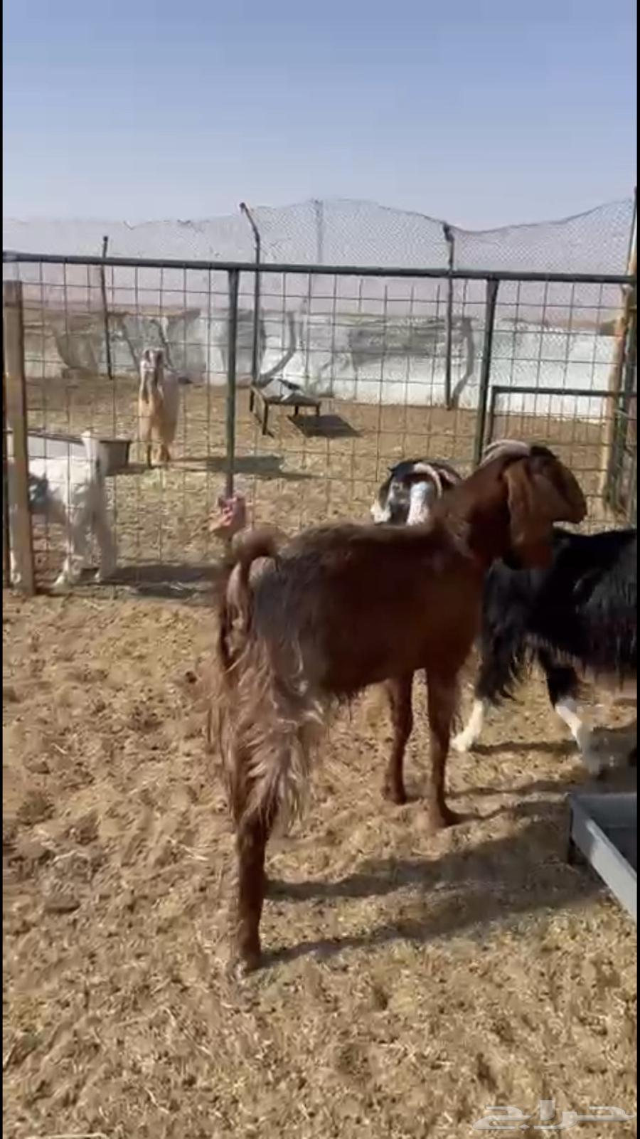 للبيع معزاء تم البيع64480441626625112