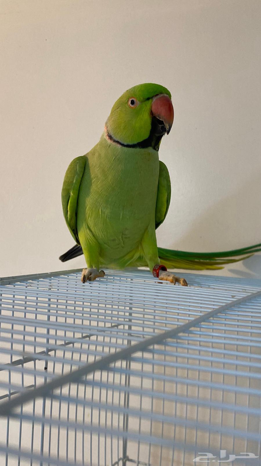 Talking Parrot64486095514882112