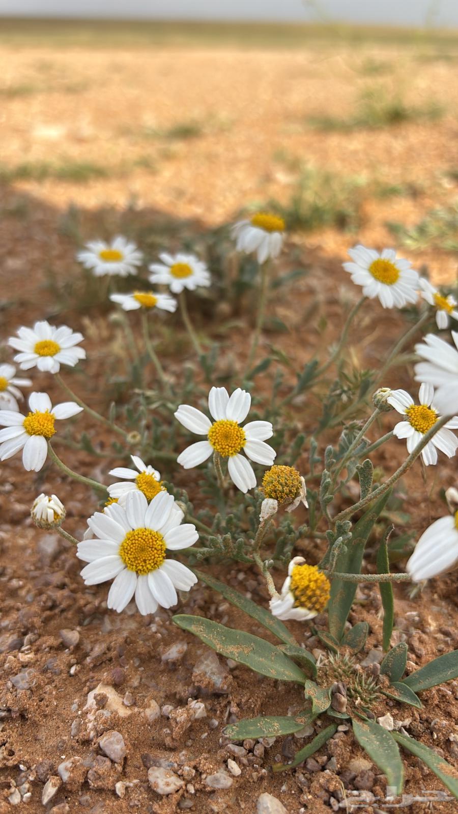 مخيم للبيع64480785984897110