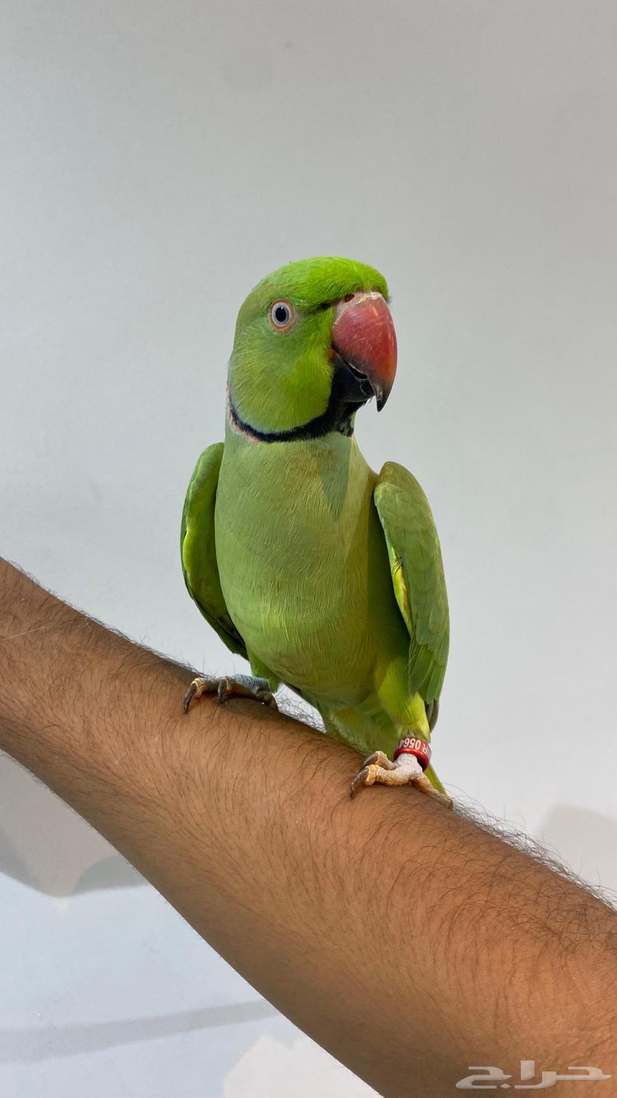 Talking Parrot64486095514882110