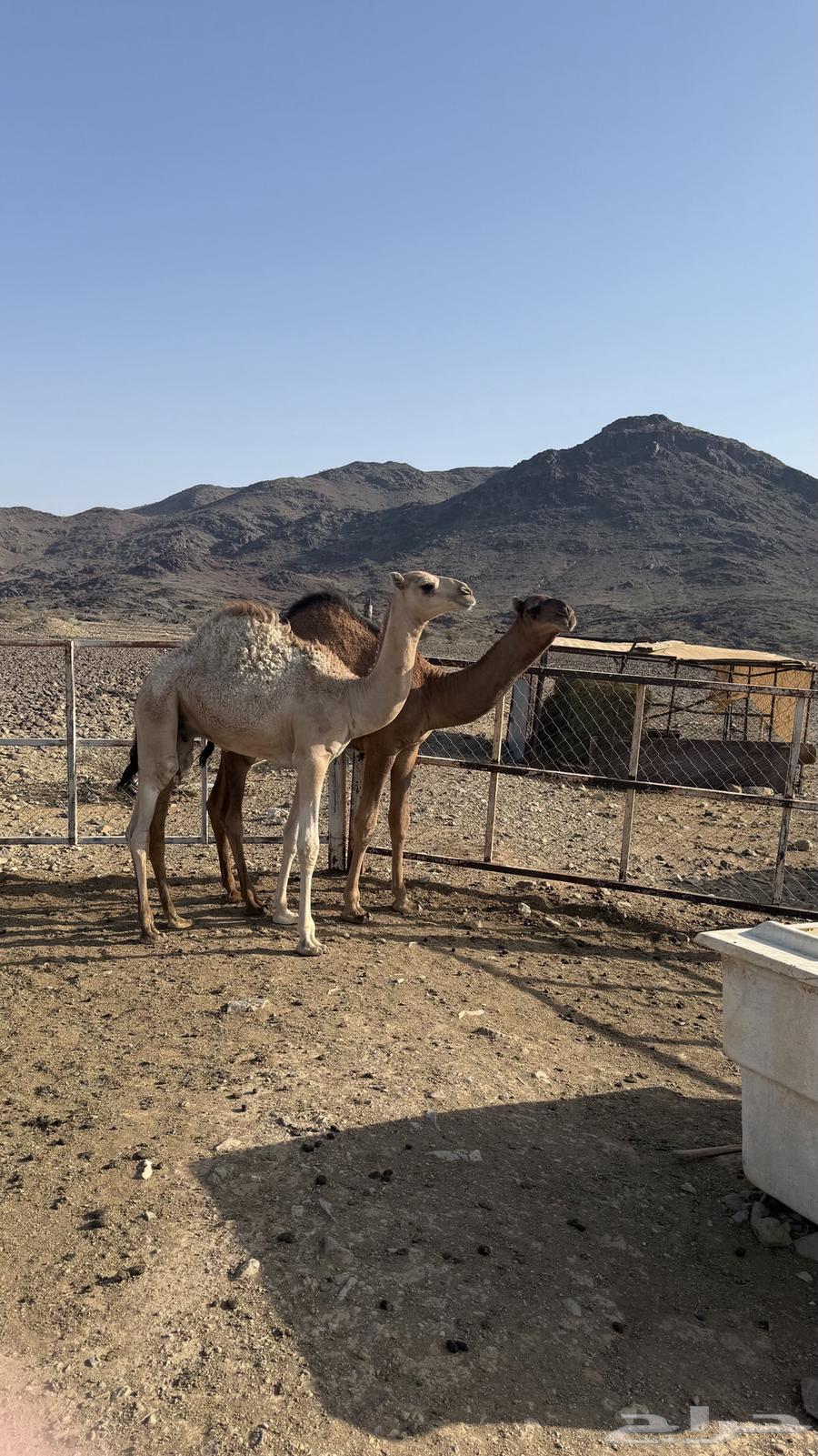 قعدان للبيع64483853898369114