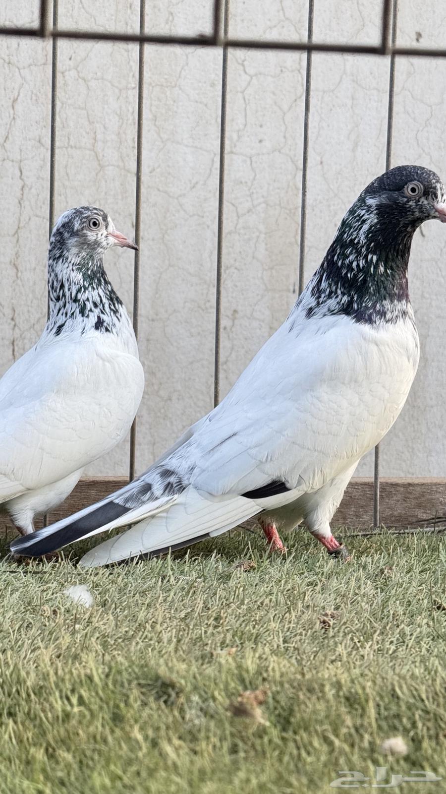 Genasr Teddy (Pair)64483757340675112